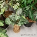 Smaller Desktop Silk Plants